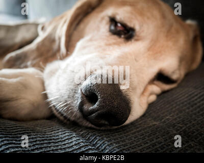 Beagle durmiendo en onu divani. Foto Stock