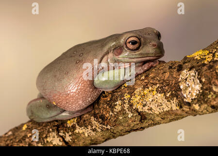 Bianco raganella. Noto anche come la rana losca e australian ranocchio verde, litoria caerulea. seduta su un unico ramo. La camera per la copia Foto Stock