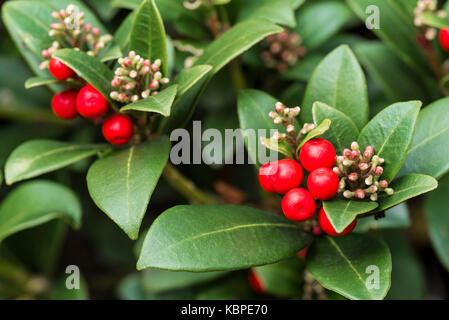 Skimmia japonica fiamma olimpica, bacche rosse Foto Stock