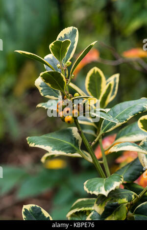 Ilex altaclerensis golden king, variegato holly, aquifoliaceae. Foto Stock