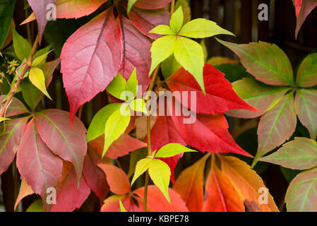 Parthenocissus quinquefolia Virginia il superriduttore. Foto Stock