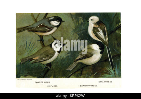 Porta Vogels Jan van Oort (01) Foto Stock