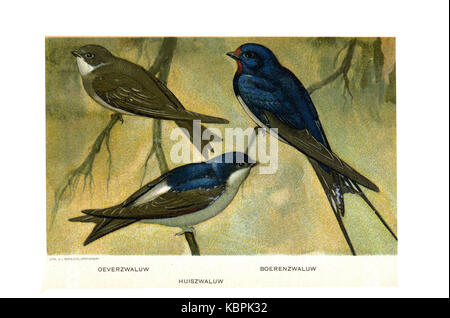 Porta Vogels Jan van Oort (07) Foto Stock