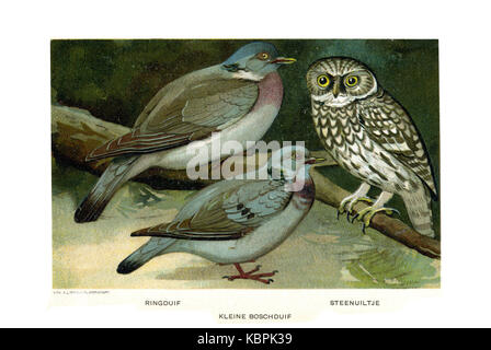 Porta Vogels Jan van Oort (10) Foto Stock