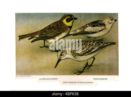 Porta Vogels Jan van Oort (14) Foto Stock