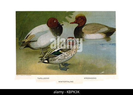 Porta Vogels Jan van Oort (12) Foto Stock