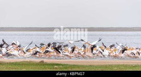 Grande pellicani bianchi tenendo fuori dalla laguna di Walvis Bay in Namibia Foto Stock