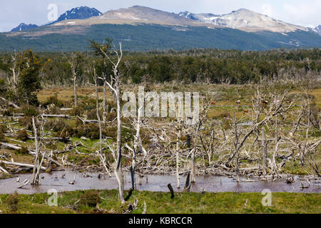 Gli alberi morti causati dai castori, specie invasive, vicino a Ushuaia, Tierra del Fuego, Patagonia, Argentina, Sud America Foto Stock