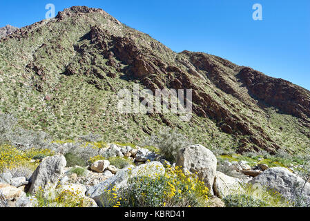 Super bloom nel deserto della California dopo forti piogge invernali Foto Stock