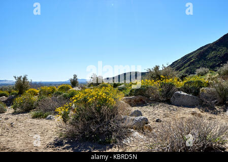 Super bloom nel deserto della California dopo forti piogge invernali Foto Stock