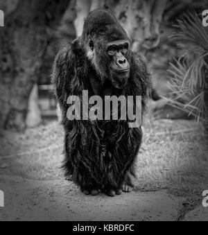 Ritratto di gorilla con sfondo sfocato in bianco e nero Foto Stock