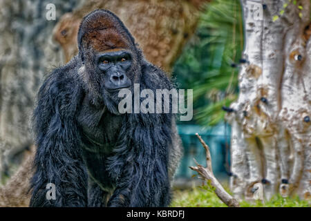 Ritratto di gorilla con sfondo sfocato Foto Stock