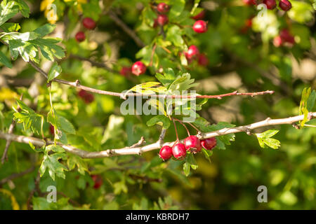 Close up wild autunno rosso di bacche di biancospino sulla boccola di biancospino, Crataegus, su un ramo illuminata dal sole, East Lothian, Scozia, Regno Unito Foto Stock