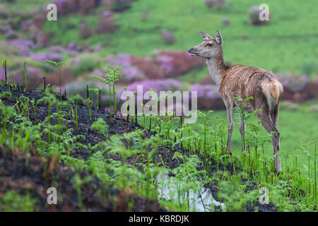 Red Deer Hind [] femmina in Glen Etive, Scozia Foto Stock