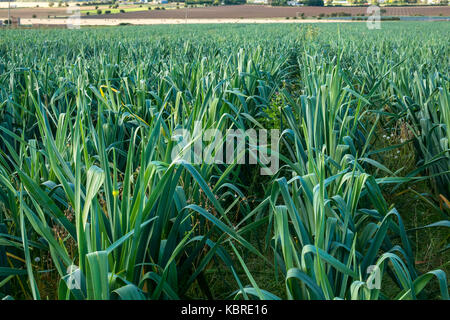 Bassa vista prospettica della pianta di porro file di raccolto che cresce in un campo in una vista agricolo in East Lothian, Scozia, Regno Unito Foto Stock