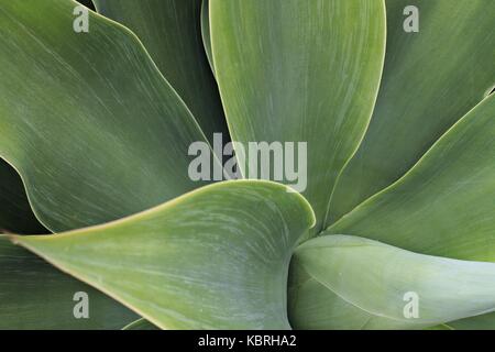 Close up di Agave attenuata foglie. Foto Stock