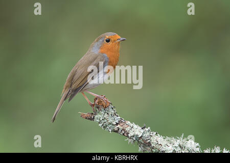 Un close up ritratto di profilo di un robin arroccato su la fine di un ramo rivolto a destra con un naturale sfondo verde e spazio di testo Foto Stock