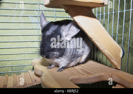 Chinchilla in una gabbia. chinchilla a casa. chinchilla ritratto Foto Stock