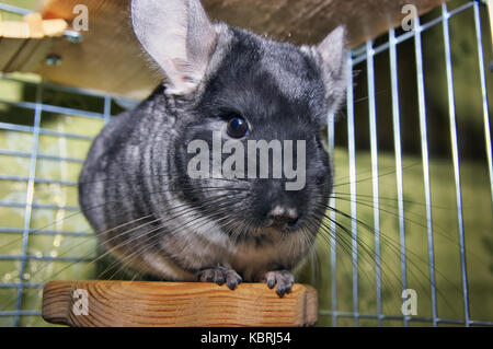 Chinchilla in una gabbia. chinchilla a casa. chinchilla ritratto Foto Stock