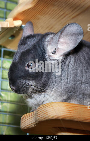 Chinchilla in una gabbia. chinchilla a casa. chinchilla ritratto Foto Stock