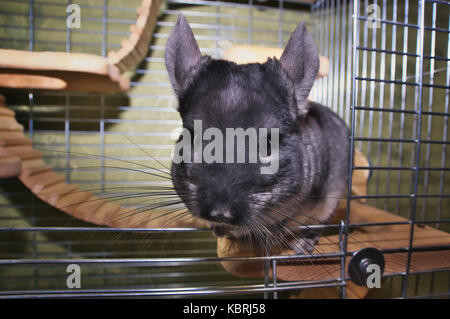 Chinchilla in una gabbia. chinchilla a casa. chinchilla ritratto Foto Stock