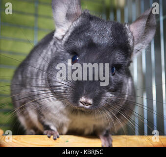 Chinchilla in una gabbia. chinchilla a casa. chinchilla ritratto Foto Stock