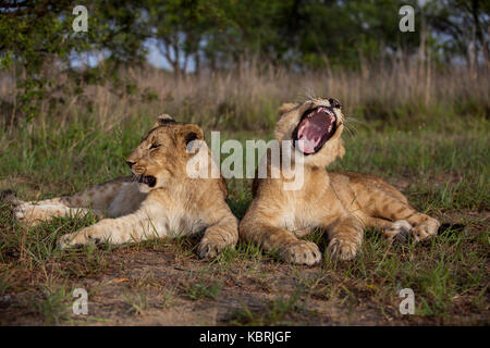2 Giovani leoni giacenti in erba a sbadigliare e cercando in Zimbabwe Foto Stock