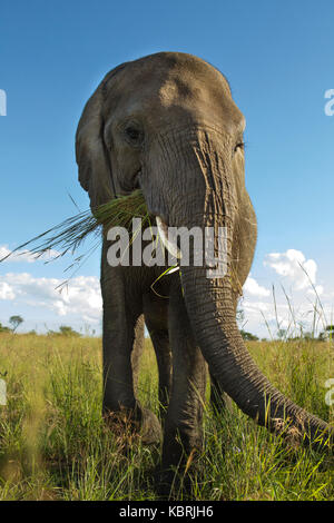 Elefante a piedi vicino fino in Zimbabwe Foto Stock