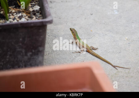 Una parete di Maltese Lizard, Podarcis filfolensis, con una coda biforcuta, o due code, split coda. Vecchia coda danneggiata e guarito, nuova crescita di coda. Malta Foto Stock