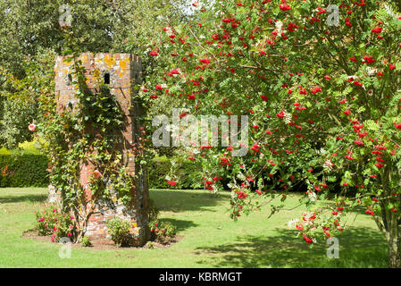 Colombaia accanto a un cotoneaster tree Foto Stock