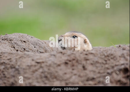 Nero-tailed cane della prateria guardando fuori burrow / (Cynomys ludovicianus) | Schwarzschwanz-Praeriehund / (Cynomys ludovicianus) Foto Stock