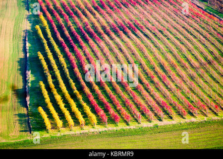 Castelvetro di Modena, Emilia romagna, italia. i vigneti in autunno Foto Stock