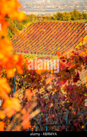 Castelvetro di Modena, Emilia romagna, italia. i vigneti in autunno Foto Stock