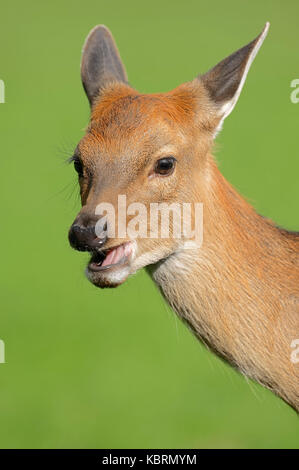 Dybowski di cervi sika, femmina / (Cervus nippon mantchuricus, Cervus nippon dybowskii) | Dybowski-Sikahirsch, weiblich Foto Stock