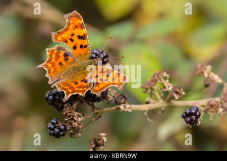 Virgola butterfly alimentazione su more con messa a fuoco morbida dello sfondo e stanza per qualche copia . Luminosa Arancione marrone ali con segni scuri e i margini. Foto Stock