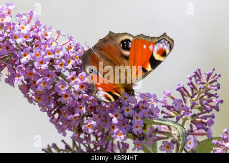 Farfalla pavone 'Inachis io' alimentando il nettare da un buddleia o struttura a farfalla. Giardino in comune visitatore Arancione marrone ali con occhio di pavone iscrizioni Foto Stock