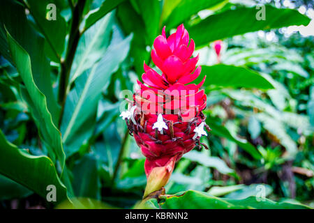 Costa Rica, America centrale. vermillion red fiore tropicale foglia nella foresta pluviale. Foto Stock