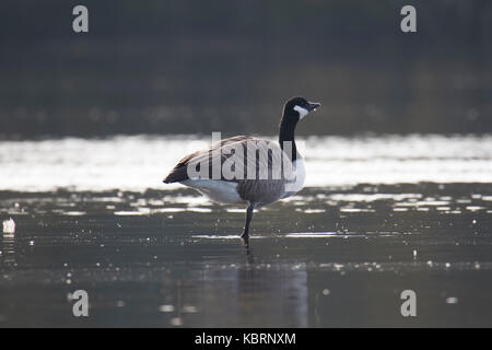 Canada Goose in piedi su una gamba sola in acqua. Foto Stock