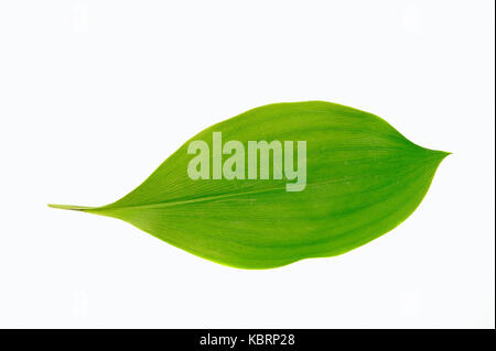 Il giglio della valle, leaf / (convallaria majalis) | Maigloeckchen, Blatt / (convallaria majalis) Foto Stock