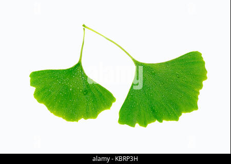 Maidenhair Tree, foglie con gocce di acqua / (Ginkgo biloba) | Ginkgobaum, Blaetter mit Wassertropfen / (Ginkgo biloba) Foto Stock
