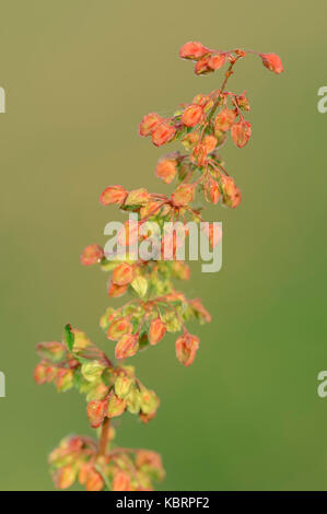 Pecore Sorrel, Renania settentrionale-Vestfalia, Germania / (Rumex acetosella) | Kleiner Sauerampfer, Nordrhein-Westfalen, Deutschland Foto Stock