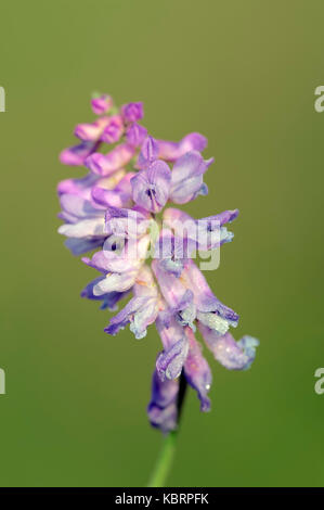 Vetch tufted, Renania settentrionale-Vestfalia, Germania / (Vicia cracca) | Gewoehnliche Vogel-Wicke, Nordrhein-Westfalen, Deutschland Foto Stock