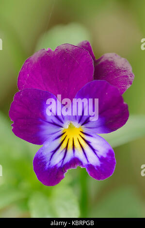 Cornuto viola / (Viola cornuta) | Horn-Veilchen / (Viola cornuta) Foto Stock