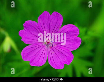 Questo è il millefiori geranium columbinum, la lunga sgambate della gru-bill o colomba di piede, famiglia geraniaceae Foto Stock