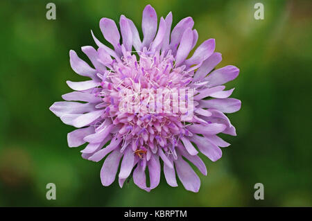 Questo è knautia arvense, il campo scabious, dalla famiglia caprifoliaceae Foto Stock