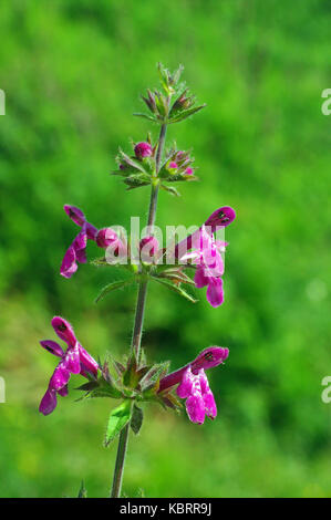 Questo è stachys sylvatica,l'hedge woundwort o hedge ortica, famiglia Lippenblütler, Foto Stock