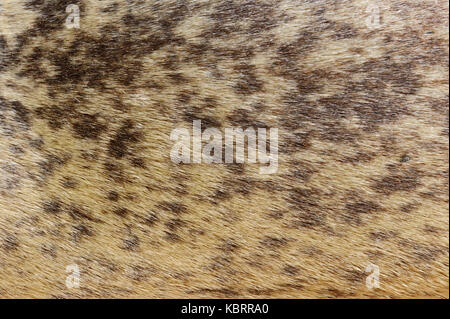 Guarnizione di tenuta del porto, rivestire il dettaglio, Helgoland, Germania/ (Phoca vitulina) | Seehund, Felldetail, Helgoland, Deutschland / (Phoca vitulina) Foto Stock