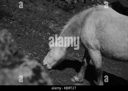La foto di un cavallo al pascolo vicino i serventi a Bodmin città in Cornovaglia. Foto Stock