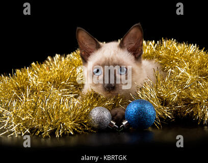 Bellissima siamese Gattino in oro orpelli natalizi, con due glittery baubles, su sfondo nero Foto Stock