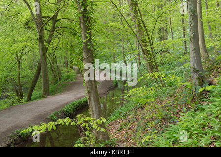 Vista del percorso attraverso Skipton Castle boschi, Skipton, North Yorkshire, Inghilterra, può Foto Stock